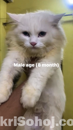 Persian male